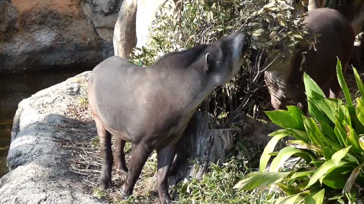 上野動物園 公式 バクを見ると あぁ 夢を食べる と多くの方が口にされます でもそれは 獏 という幻の生き物のこと 上野動物園にいるバクは アメリカバク といい 夢ではなく 木の葉をもしゃもしゃ食べています 東園 隣は夜の森 坂を 上野動物園 公式 バクを見ると あぁ 夢を食べる と多くの方が口にされます でもそれは 獏 という幻の生き物のこと 上野動物園にいるバクは アメリカバク といい 夢ではなく 木の葉をもしゃもしゃ食べています 東園 隣は夜の森 坂を