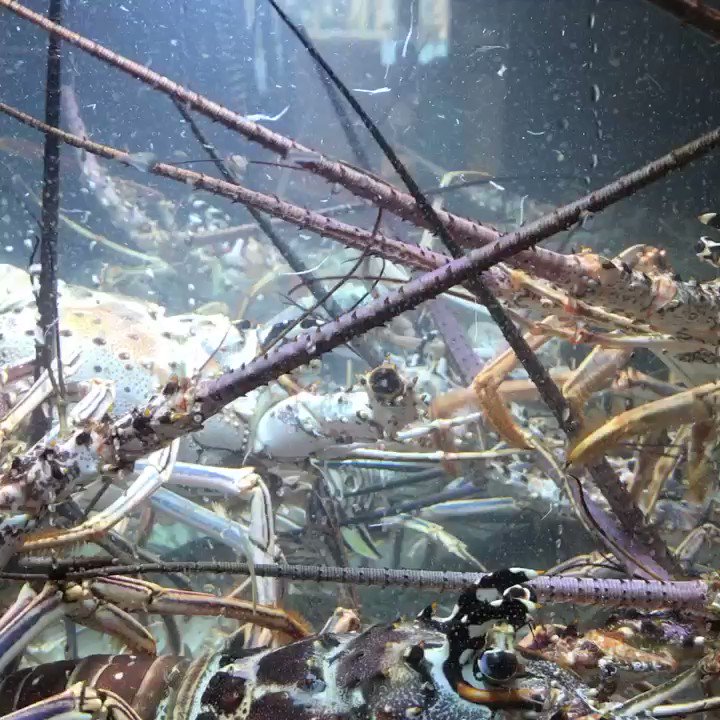 Canada’s exclusive Direct LIVE Caribbean Lobster Importer, Distributor & Retail. #seafoodtoronto #shellfishtoronto #toronto #seafoodtime #cateringtoronto #lobster #GTA #torontocaterers #yyz #qualityseafood #sustainability #directimports #canada #northyork