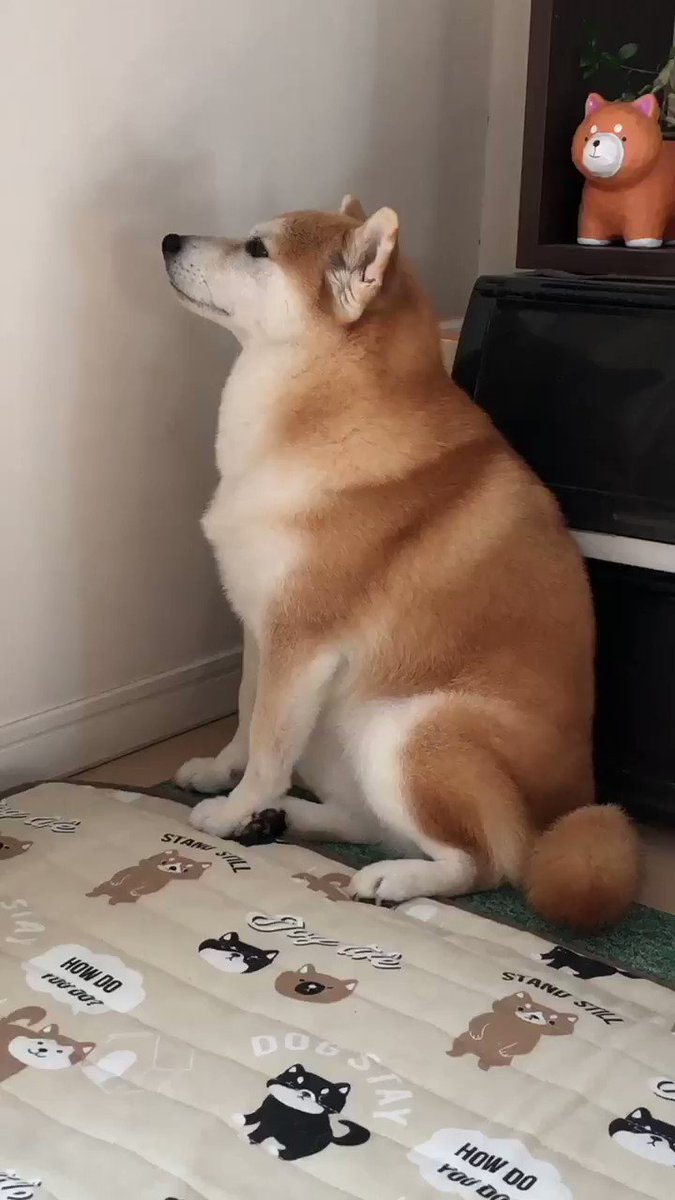 壁を見つめたたずむ柴犬が話題に 動画ツイートに いじけ方も可愛い の声 ライブドアニュース