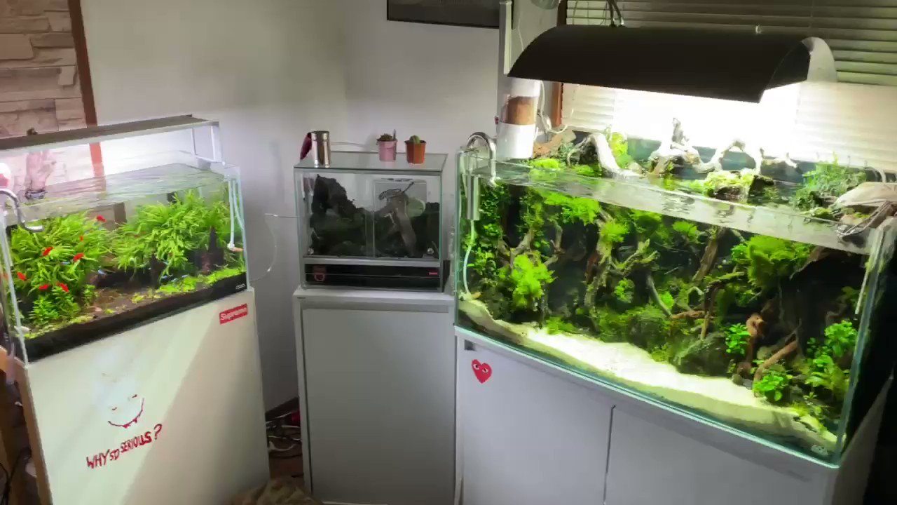 はっせ Youtube アクアリウム Ponpy Aqua Twitter