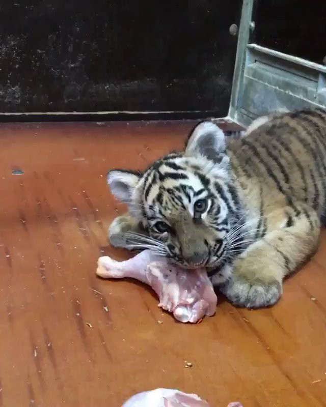 WORLDSTARHIPHOP (@WORLDSTAR) on Twitter photo 2020-01-09 15:33:17 Little buddy was enjoying his feast! ππ
π (IG-gr_tiger) Little buddy was enjoying his feast! ππ
π (IG-gr_tiger)