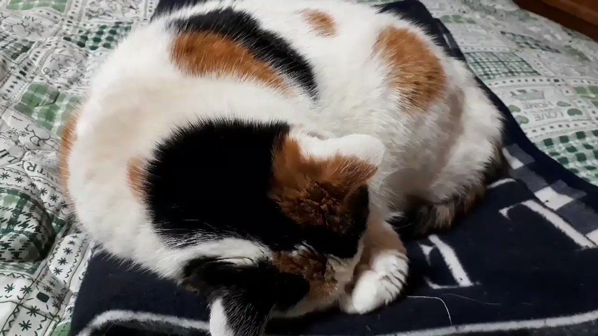 ねこのいびき Twitter Search Twitter