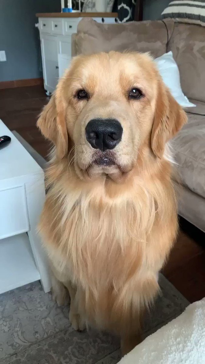 의 미디어: Am floof? 🦁 https://t.co/zP6GCbp79P 의 미디어: Am floof? 🦁 https://t.co/zP6GCbp79P