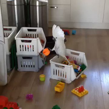 まるで人間の子供！オウムの一人遊びが可愛すぎる件