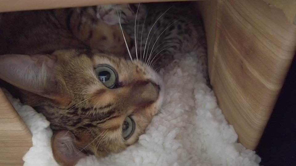 子猫を生んでママになりました！！とても可愛いので見て下さい！！