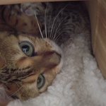 子猫を生んでママになりました!とても可愛いので見て下さい!