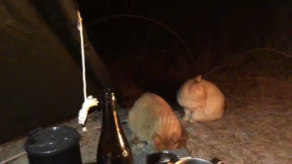 ソロキャンプをしていたら思わぬお客さんたちが！暖を取りに来た猫たちで賑わうキャンプに！