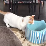 なるほど!短足猫が考えた意外なベッドへの入り方が面白い!