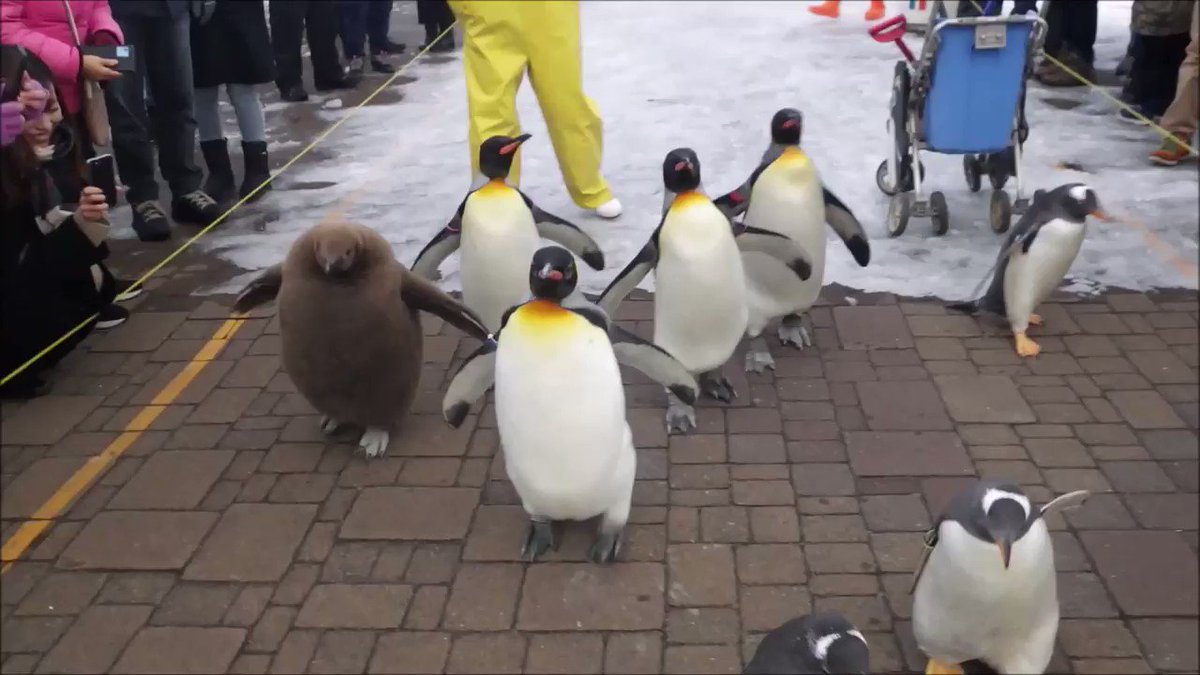 【ぺちぺちされたい】登別マリンパークのペンギンパレードが可愛すぎる