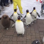 【ぺちぺちされたい】登別マリンパークのペンギンパレードが可愛すぎる