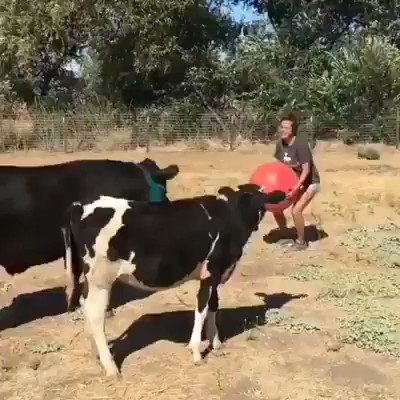 Cows are basically just big grass puppies. 🤷#loveALLanimals #DontEatThem