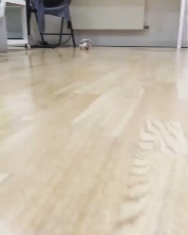lewis (@lewisa95) on Twitter photo 2020-01-14 19:09:31 this may be my new favourite video this may be my new favourite video