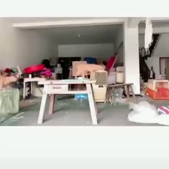 atr ahre (@atr_ahre) on Twitter photo 15/01/2020 21:07:00 - Compré dos perros para que cuiden la casa Los perros: - Compré dos perros para que cuiden la casa Los perros: