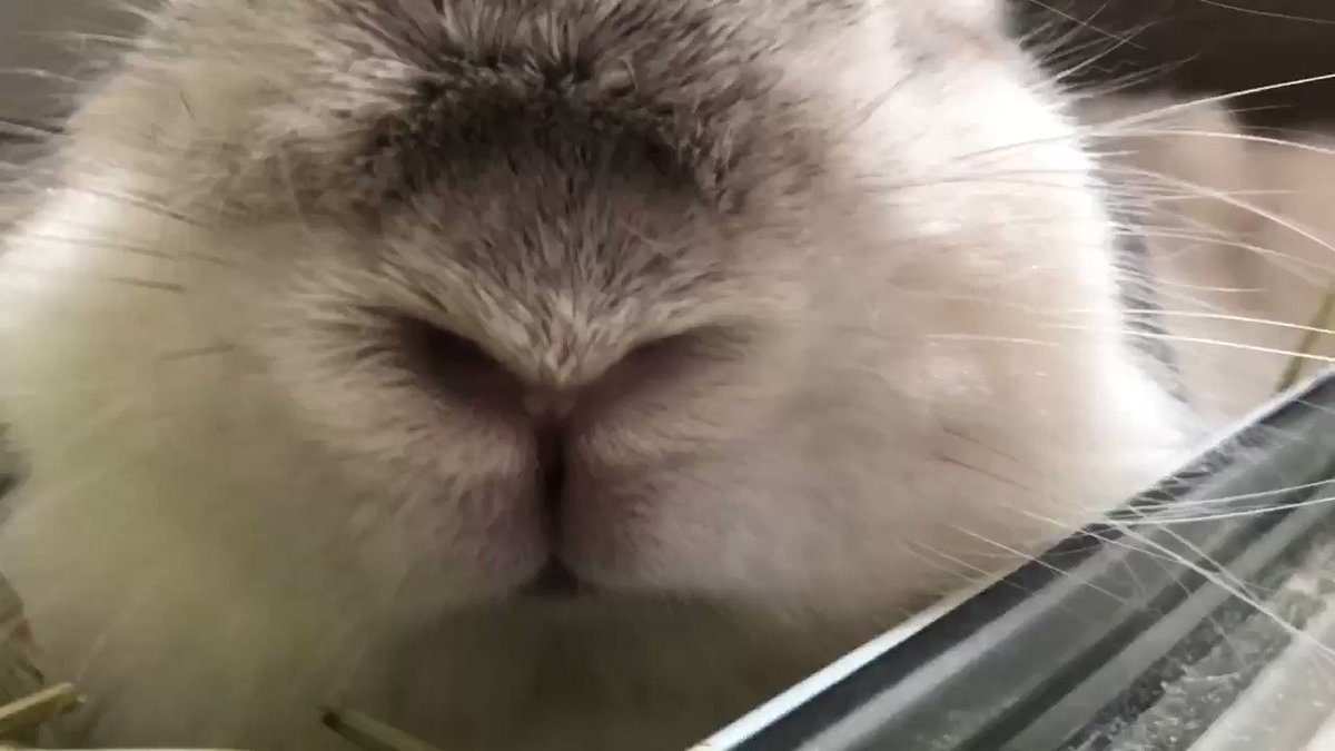 Maulog 獣医師 うさぎがこのような呼吸をしている場合 非常に危険な状態ですのですぐに病院へ行って下さい ただ この 呼吸をしている子は触れただけでも亡くなってしまう可能性があります 危険な呼吸の見分け方はブログにも書いてあるので参考にして