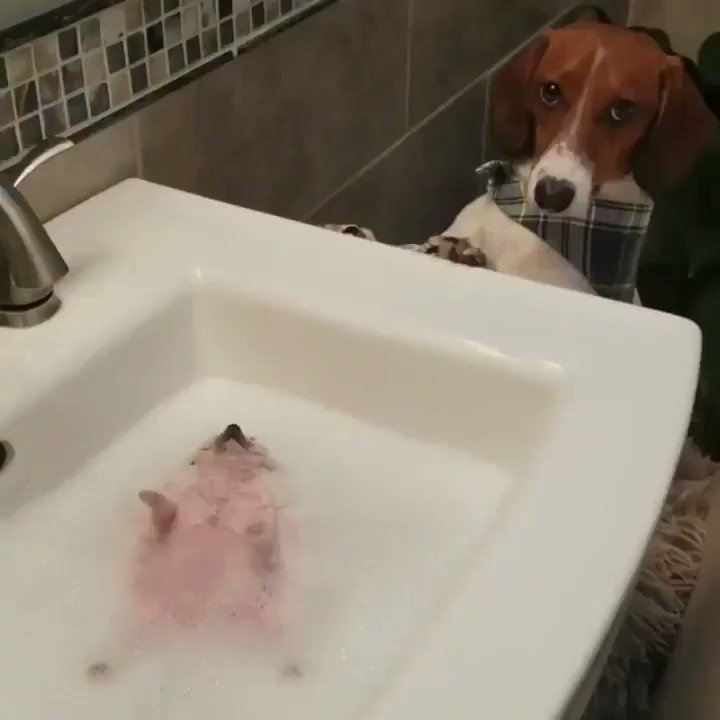 He looks so comfortable so that dog has got a long wait for his turn😂