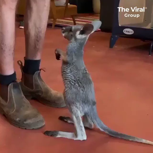 Baby kangaroos are the actually cutest thing I've EVER seen 😍😍