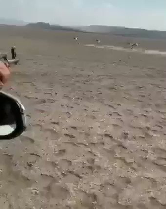 هكذا يتم تدمير #الحياة_الفطرية من قبل البعض🤦♂️عندما يكون الانسان ذو #فكر_محدود يمكن ان يدمر كل شئما حدث لايمكن ان يطلق عليه صيد بل اسراف بالقتل قطيع كامل تم قتله دون حاجة. #تمكين_المراه_السعوديه