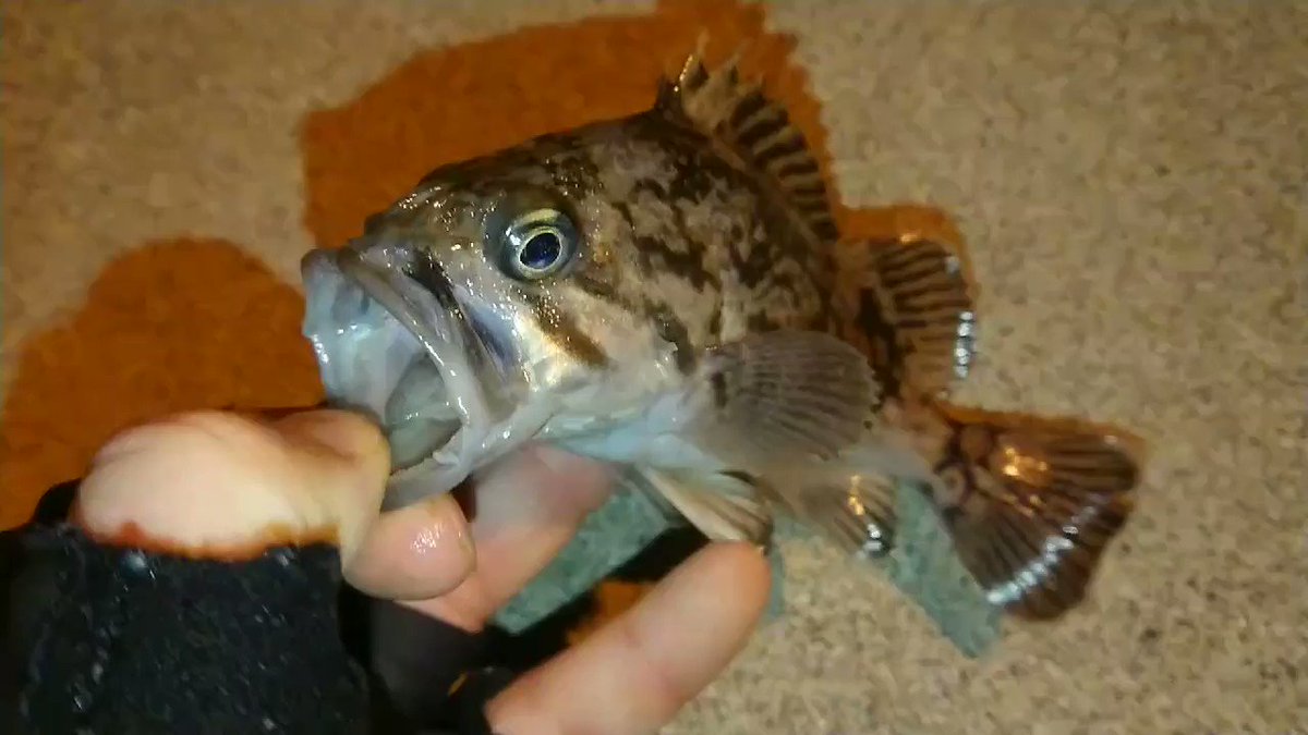 ムラソイの特徴 見分け方 写真から探せる魚図鑑