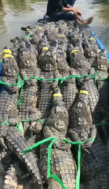 Panen buayaa #buaya #ukhti #buayadarat #RECEHKANTWITTER #goblok