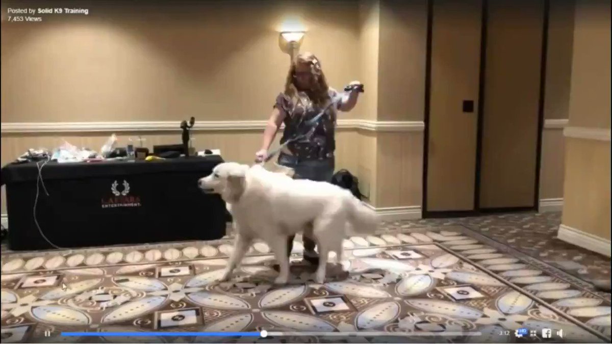 Please Sign & Share Petition: End Jeff Gellman's (@SolidK9Training) abuse of dogs. His abusive animal practices include hitting, choking, electrocuting dogs.
Our dogs deserve better, MUCH better!!!!
Sign the Petition at http://chng.it/bbt5bgDD - THANK YOU.