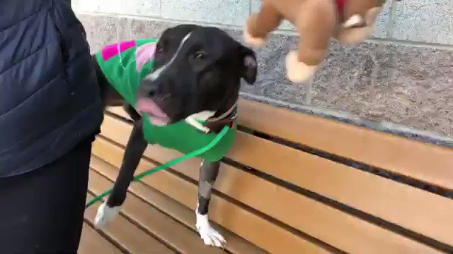 Keith Olbermann (@KeithOlbermann) on Twitter photo 2020-01-17 02:15:11 THEY CAN’T FIGURE OUT WHY OLIVE is friendly but tentative. Maybe it’s her leg injury and she’s in pain? Unsympathetic and baffles, they’ll kill her Saturday for it. Save Olive #83470 with Rescue/Foster/Adopter pledges via @TomJumboGrumbo PLEASE RT OLIVE! newhope.shelterbuddy.com/Animal/Profile… THEY CAN’T FIGURE OUT WHY OLIVE is friendly but tentative. Maybe it’s her leg injury and she’s in pain? Unsympathetic and baffles, they’ll kill her Saturday for it. Save Olive #83470 with Rescue/Foster/Adopter pledges via @TomJumboGrumbo PLEASE RT OLIVE! newhope.shelterbuddy.com/Animal/Profile…
