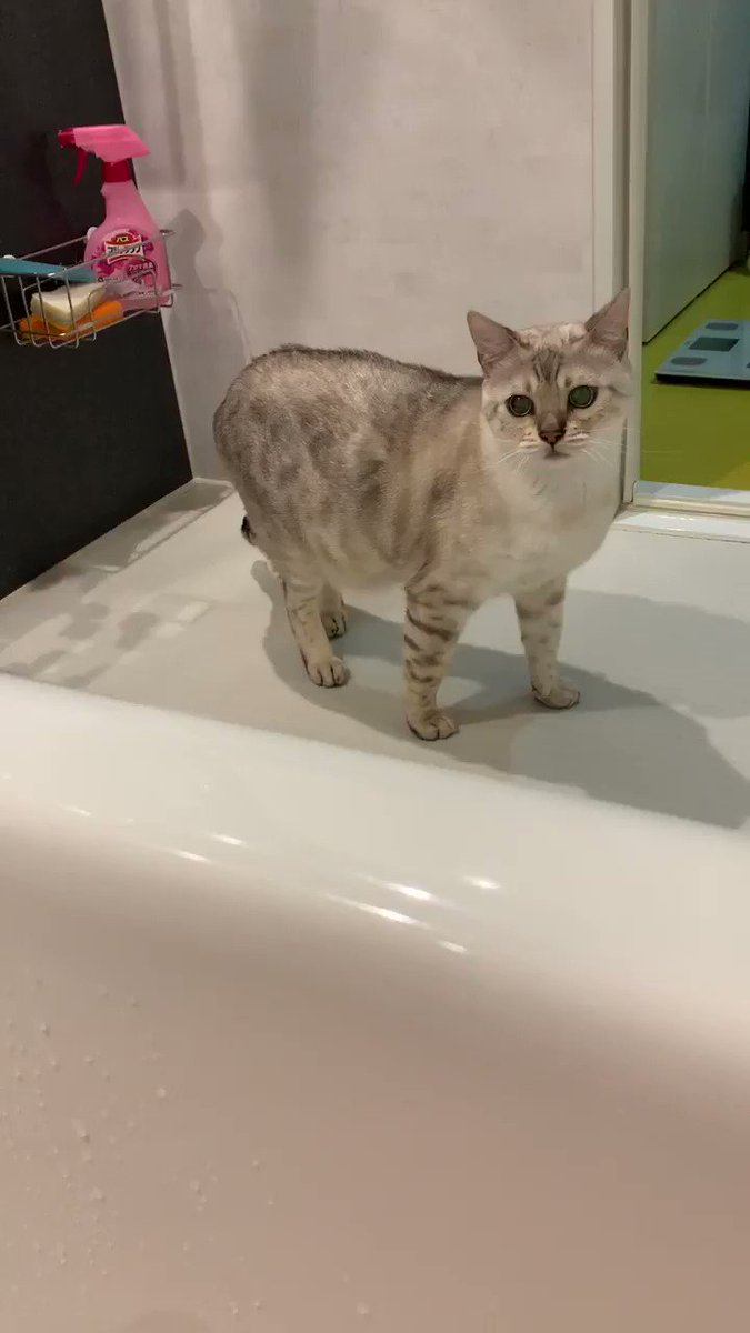 お湯に手が届かなくて困っている猫の姿が可愛すぎると話題に