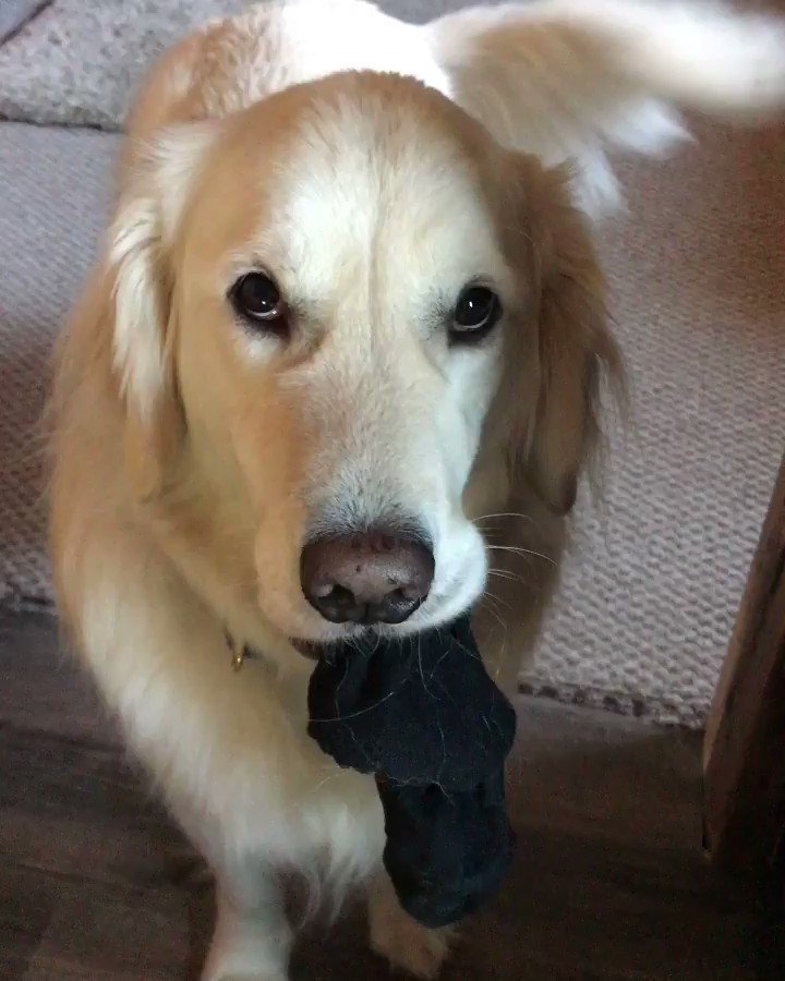 @sampson_dog's photo on #FridayMotivation