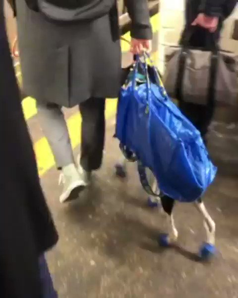 Kei L 小さなニューヨーカー On Twitter ニューヨークの地下鉄は犬はカバンに入れないといけないルールなんだけど まさかのikeaの袋w しかも 犬の足元もikeaの切れ端がしっかり W Ig Subwaycreaters