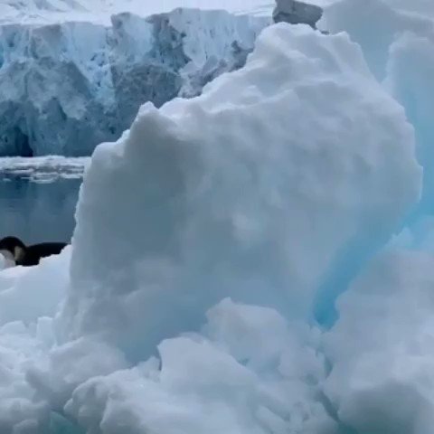 Los glaciares aparentemente no tiene color. Sólo vemos el color de la luz que refleja dependiendo de su grosor.
#NewYork #USA #FlashbackFriday #FelizViernesATodos #fridaymorning #FridaysForFuture #FridayThoughts #nature #climate #Wild #Glacier
