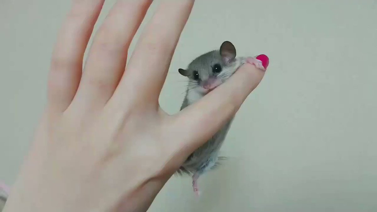 指にぎゅっとしがみつく姿が可愛すぎる！アフリカヤマネの癒し動画！
