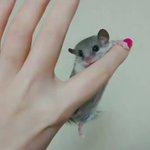 指にぎゅっとしがみつく姿が可愛すぎる!アフリカヤマネの癒し動画!
