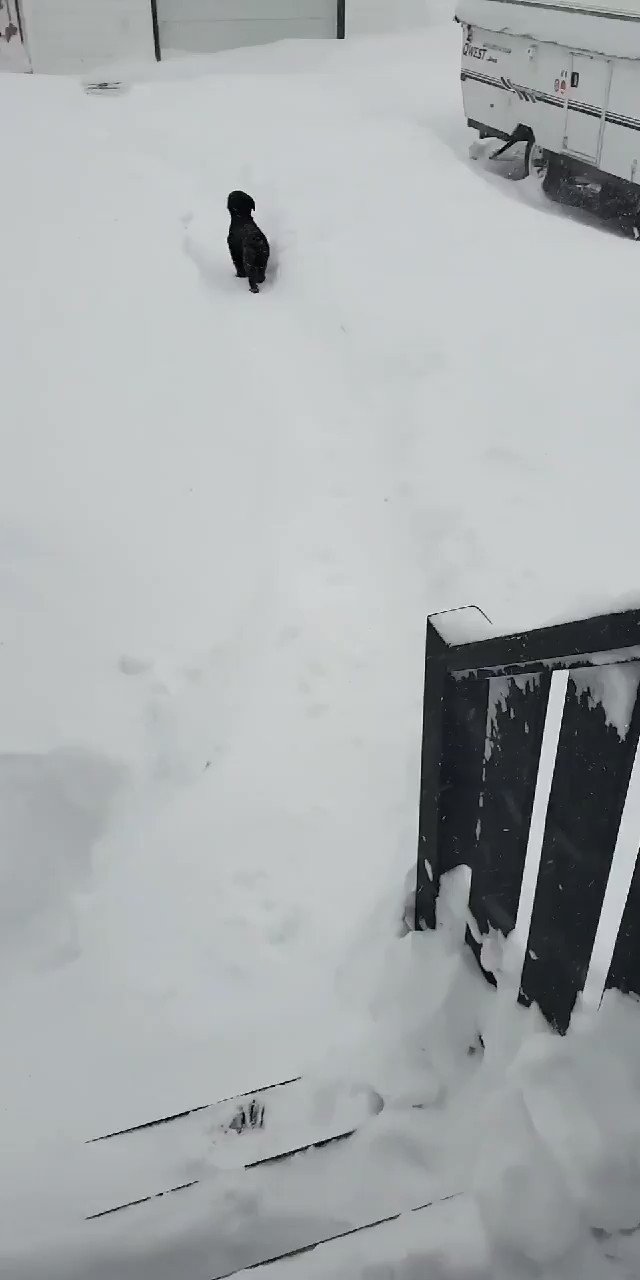 Channel83 on Twitter "Seal Cove, CBS 245PM NLwx Newfoundland 