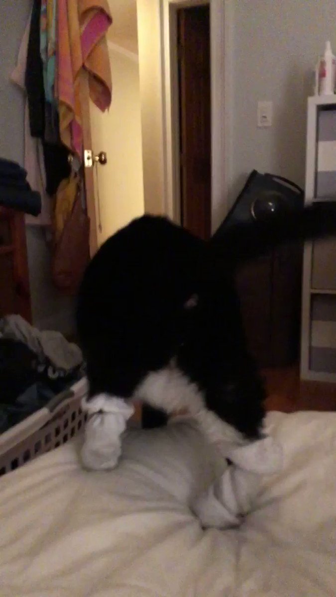 emily on Twitter "My cat has dry paws so he needs to wear Vaseline