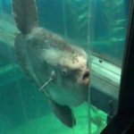 網に向かって進み続ける海遊館のマンボウがかわいい!!
