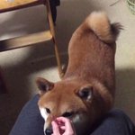 どっちだゲームのルールを理解してる？当たるまで絶対食べない柴犬がかわいい!