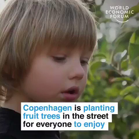 #Copenhagen is planting fruit trees in streets so everyone can enjoy fresh fruit. In #Ottawa, fruit #trees are being planted to support local food banks. #Adelaide is considering a similar plan to help the homeless.
We have the solutions. Implement them.
#GreenNewDeal