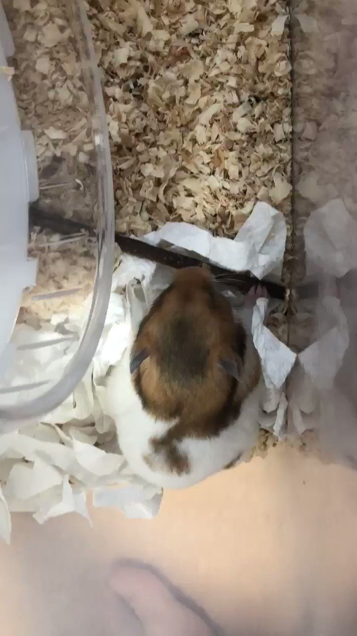 ハムカツファミリー 相談です 職場の同僚が グラスハーモニー600でハムちゃんを飼ってるんですが セラミックヒーター をケージ内に設置してたらヒーターに接してる部分が熱で少し溶けちゃったみたいです 火事がおきても怖いので 暖突が危険じゃなけれ