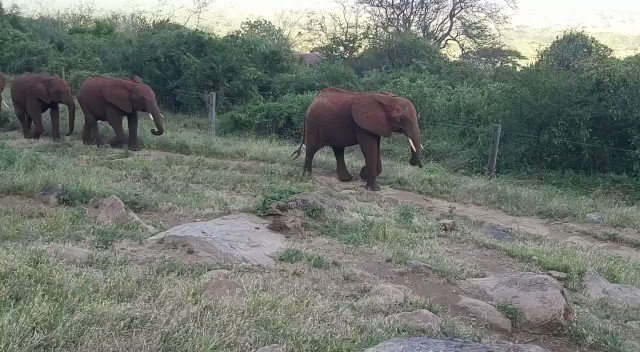 After a long, fun day exploring the protected Park, Mudanda leads the herd home for the day. Walking at a sedate pace, it would seem everyone is pooped after their daily adventure. Find out what a day-in-the life of the orphans looks like at: https://www.sheldrickwildlifetrust.org/projects/orphans/raise-an-orphan-elephant …