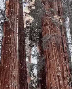 The incredible scale of redwoods in Sequoia National Park