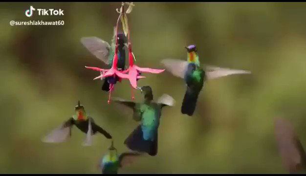 PLAYFUL BIRDS❤❤
Chirping of birds early in the morning, is not less than any euphonious music🎵🎶🌿🍒💕
#TuesdayThoughts
#TuesdayMotivation
#TuesdayMorning #quotes