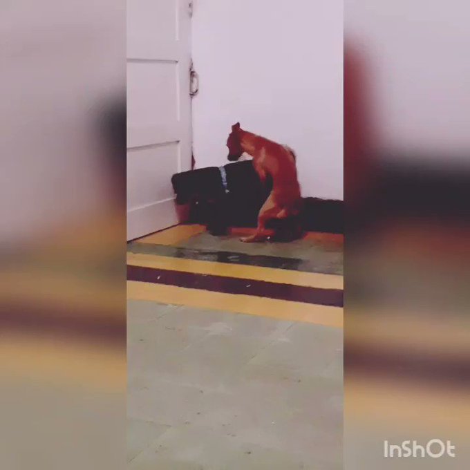 Cuando los perros de mi casa se enteran que la palabra #culiar es tendencia en twitter https://t.co/<a href="/tag/culiar"class="tags"><span>#culiar</span></a>