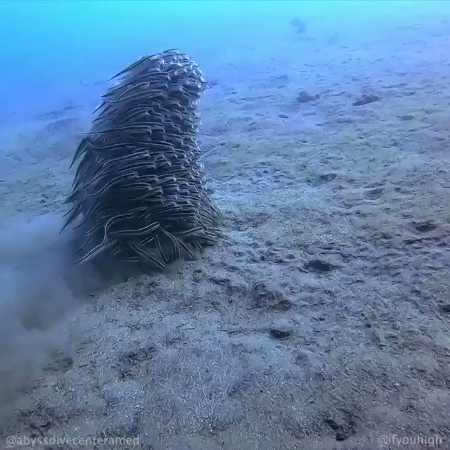 Juvenile striped eel catfish fall into tight formation for protection from predators. Seems like they need a better name than a "school"--a catenation, maybe? (Via Abyss Dive Center, Bali.) https://www.instagram.com/p/B7bAR0Eh7dp/