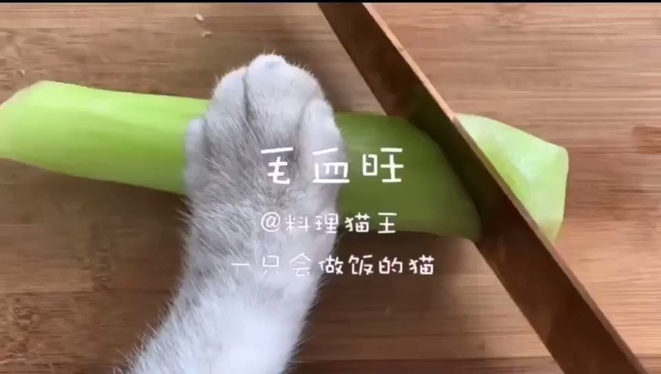 猫王 猫王