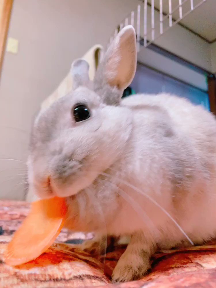 にんじんっていうお野菜美味しいからおすすめだよ🐰