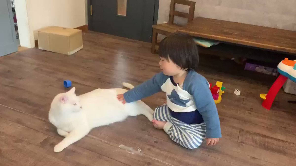息子にはずっと優しく優しくって猫の触り方教え続けてきたけど、優しく 