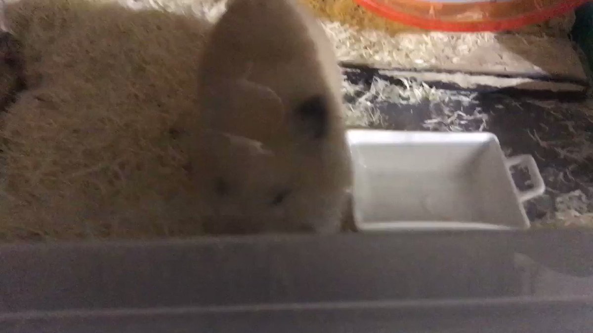 ハムスターがフラフラしたり転んだりして真っ直ぐ歩けないのは脳の病気の可能性がある ほぐぐ はむむ