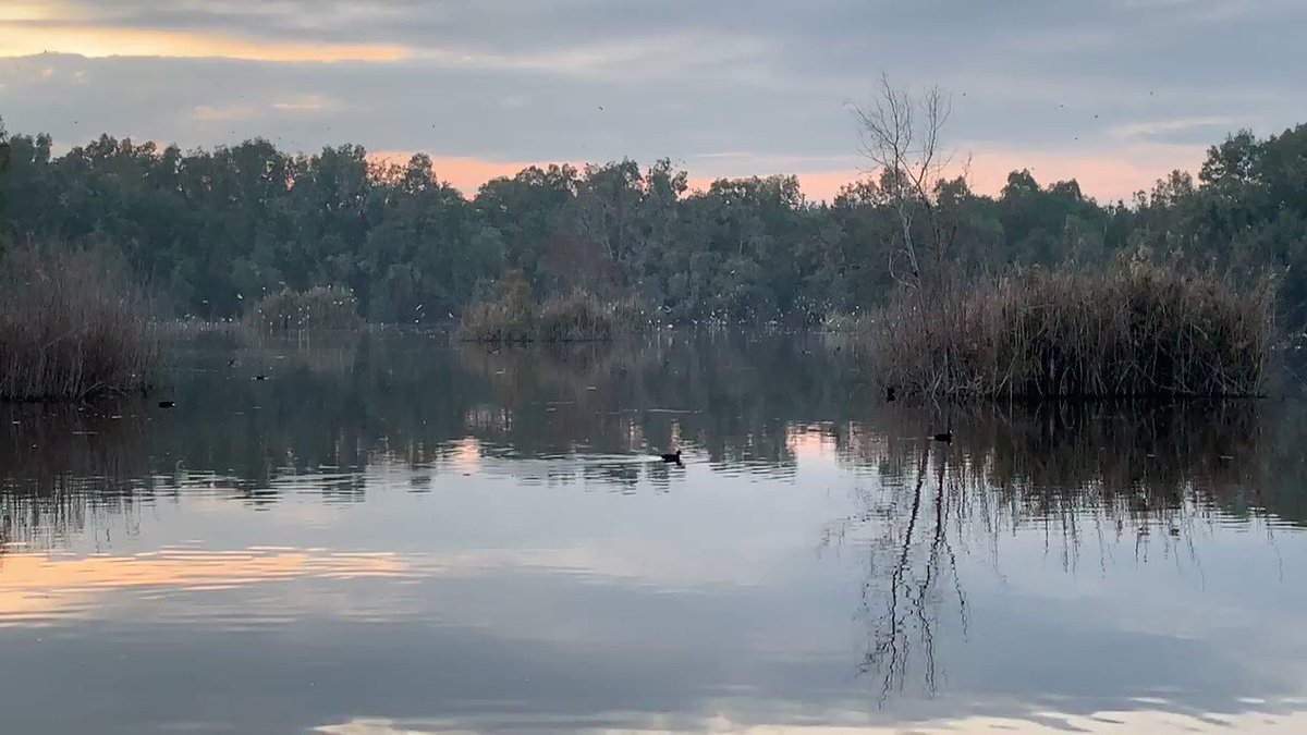 Mirror-like waters at #Athalassa Park yesterday!The park is the best (and perhaps only) place to get in touch with some local wildlife in the city of #Nicosia! 🦆🦆🦆📹@Cyprus4Holidays #Cyprus #NationalPark #travel #holidays #vacation #trip #wanderlust #Cyprus4Holidays