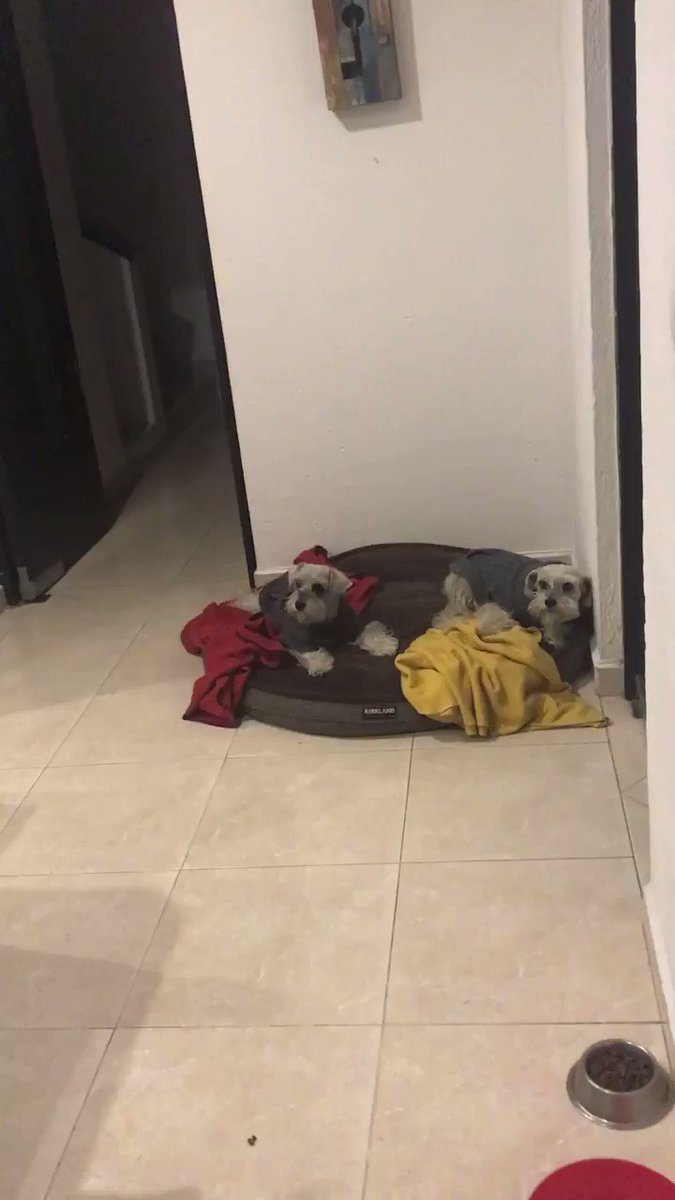 La hora de las medicinas de mis perros, a uno le encanta y para el otro es un suplicio Si son muy perceptivos identificarán a cada uno