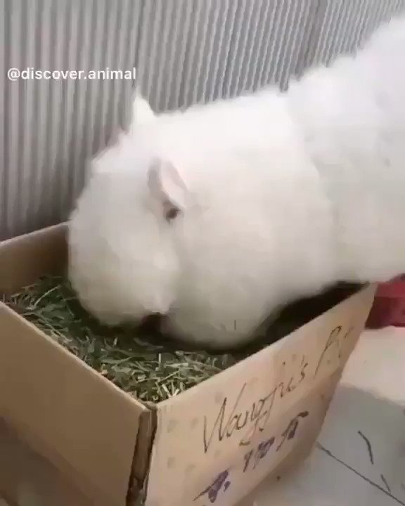 Look at that face🤓 (From/Discover_animal/IG)