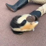 飼育員の長靴が好きすぎるアリクイの行動がかわいい!